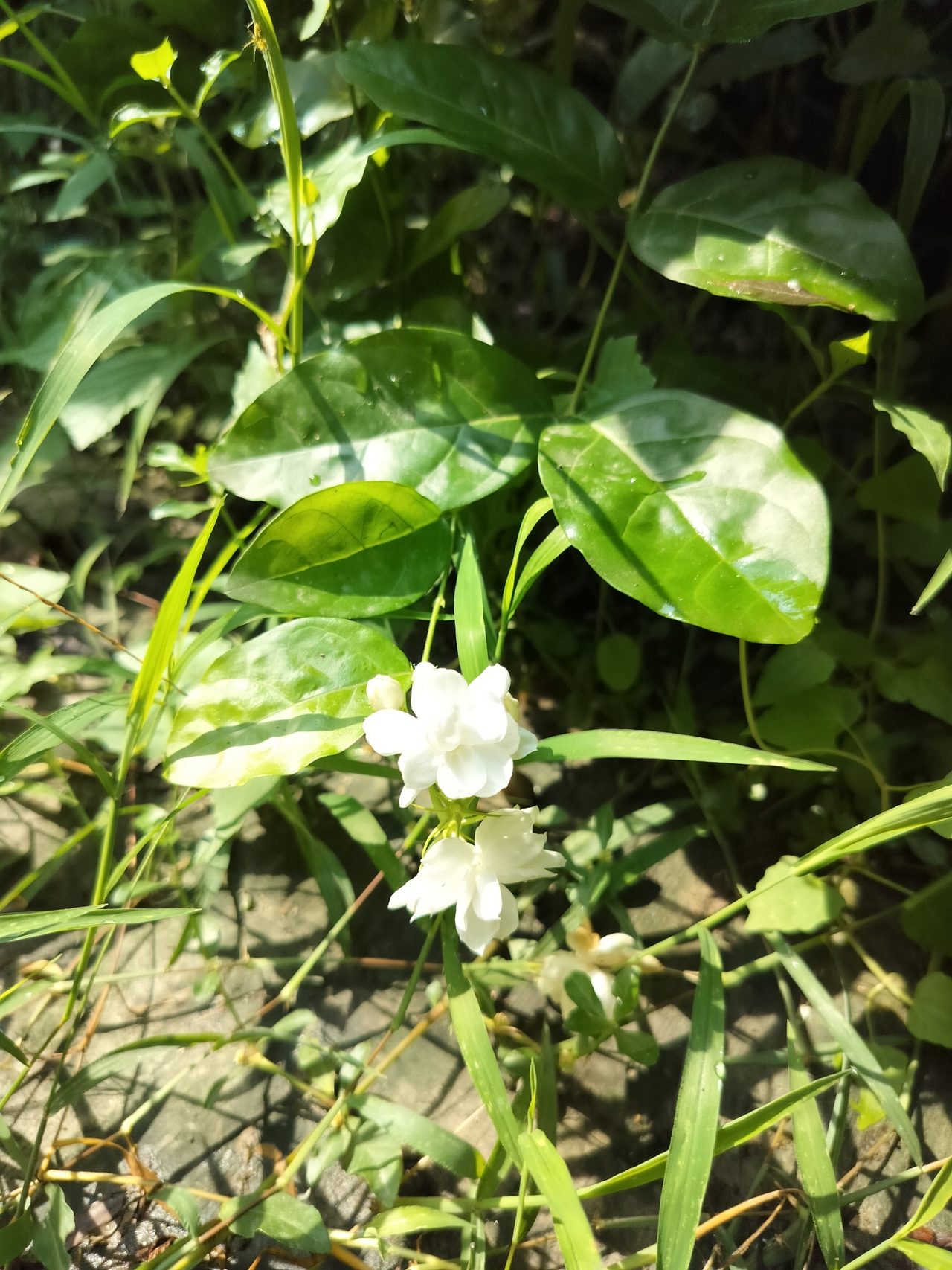 茉莉实拍