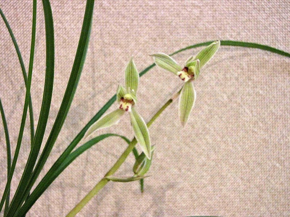 莲瓣兰照片1