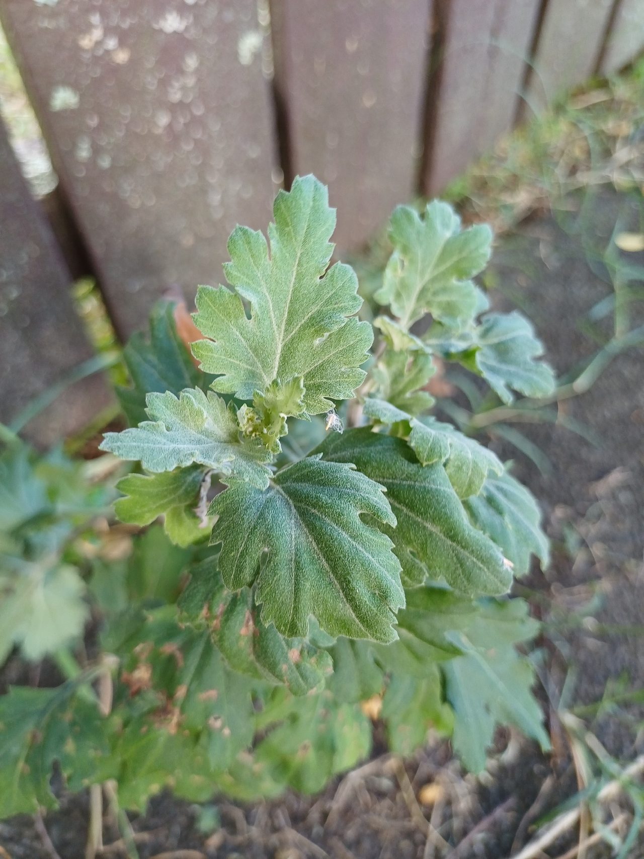 菊花实拍