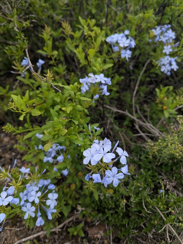 蓝雪花