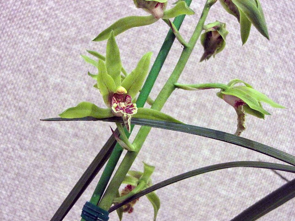 蕙兰照片1