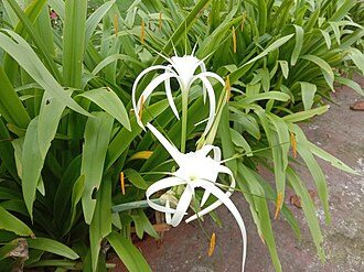 蜘蛛兰实拍