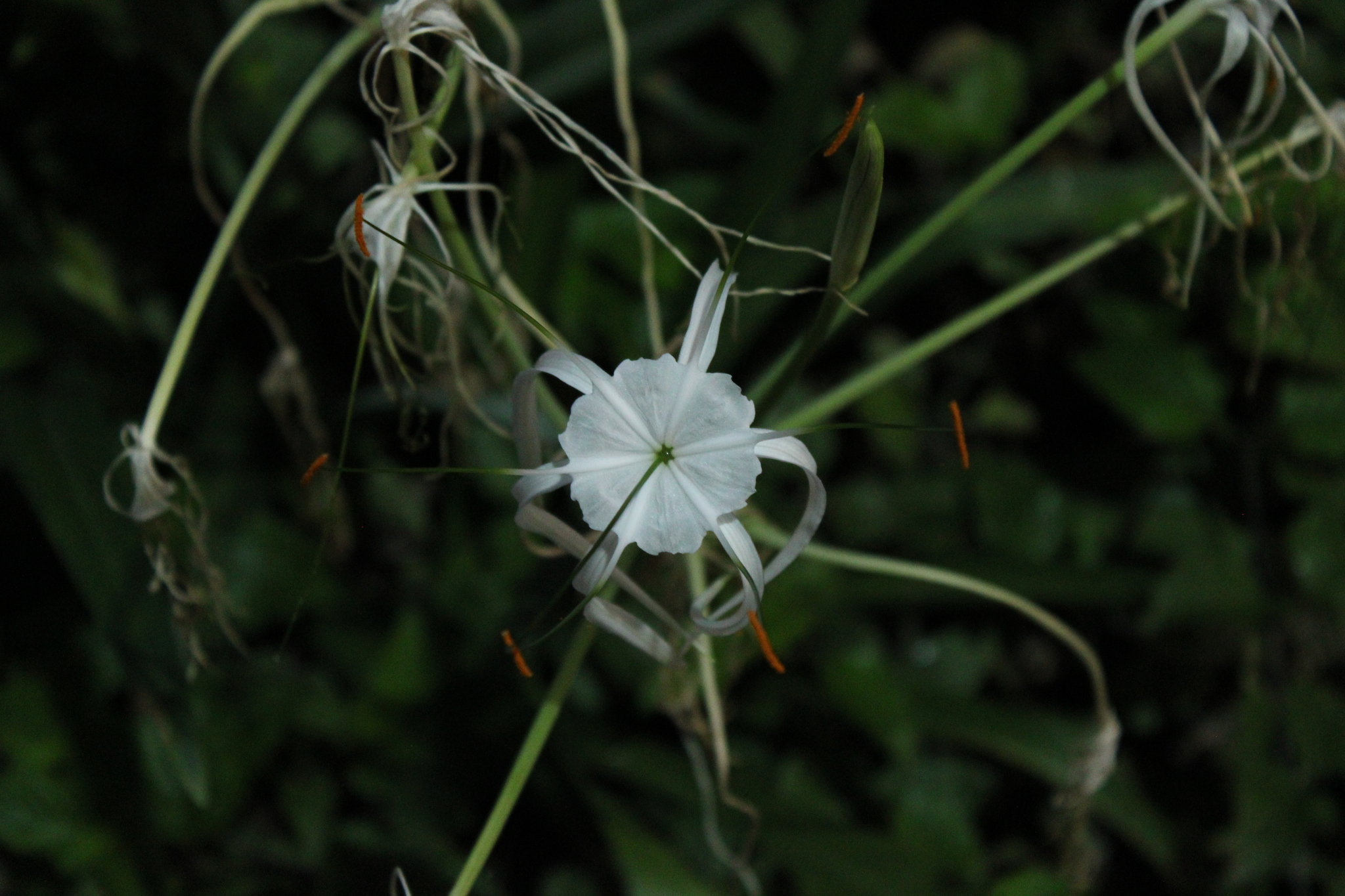 蜘蛛兰照片3