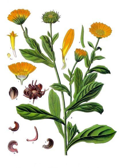 金盏菊