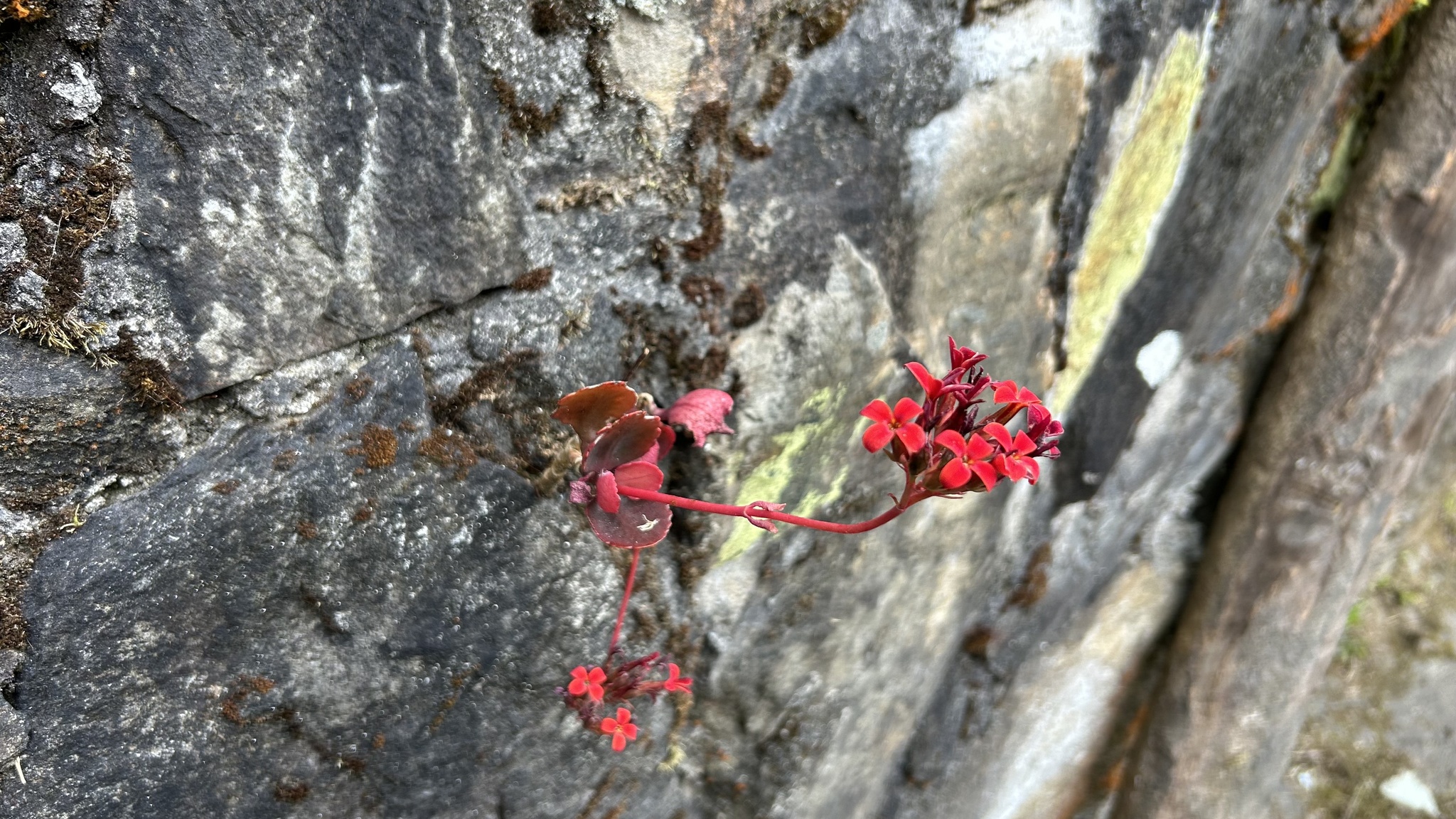 长寿花照片3