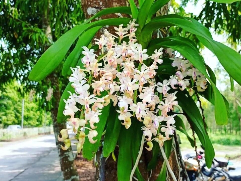 香花指甲兰照片1