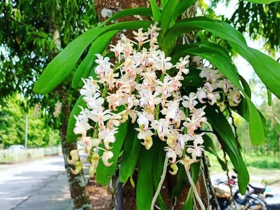 香花指甲兰实拍