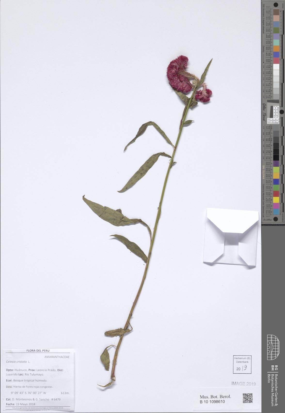 鸡冠花实拍