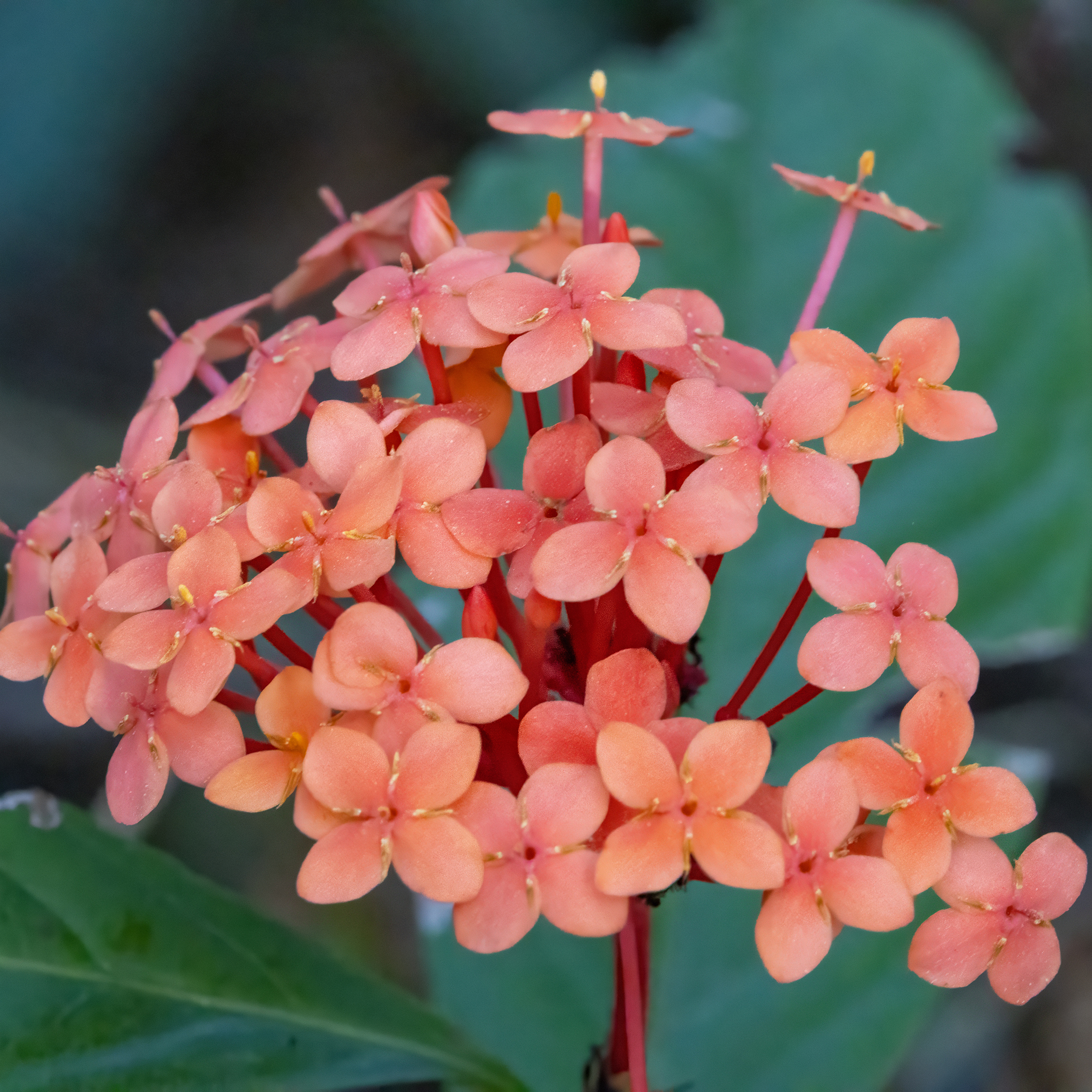 龙船花照片3