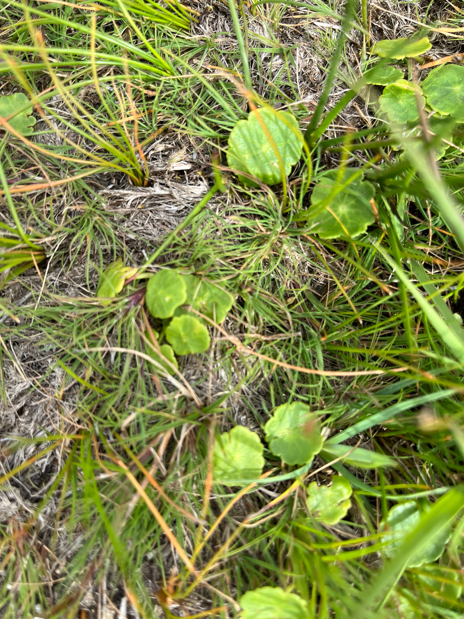 铜钱草照片2
