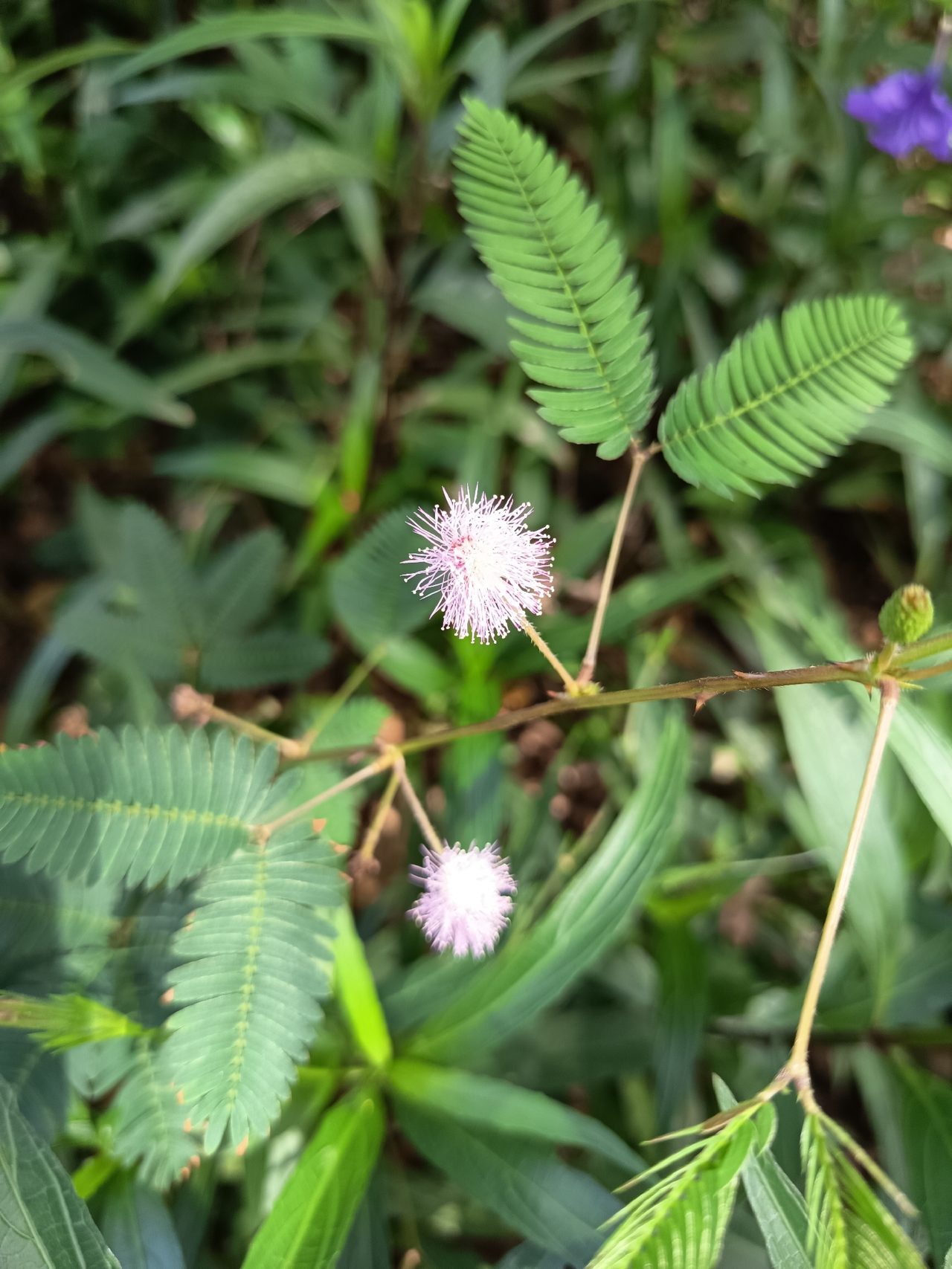 含羞草实拍