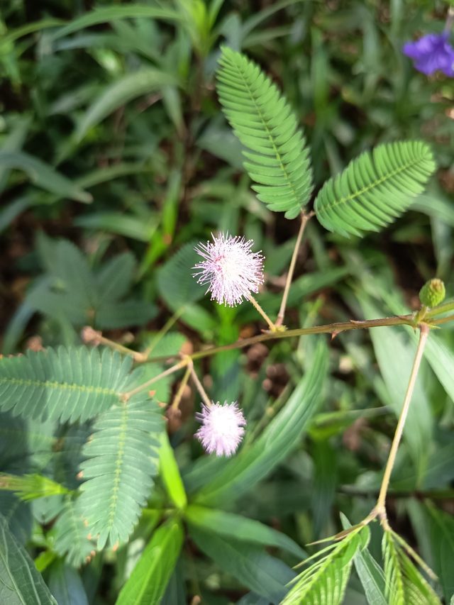 含羞草