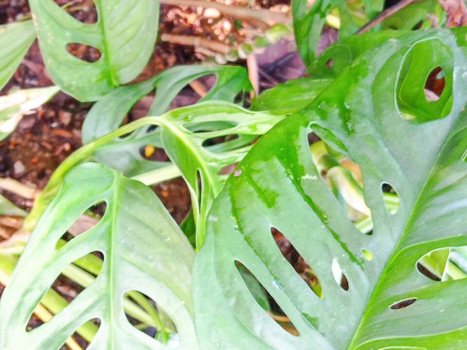 仙洞龟背竹照片1