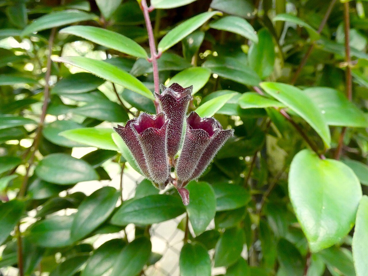 口红花实拍