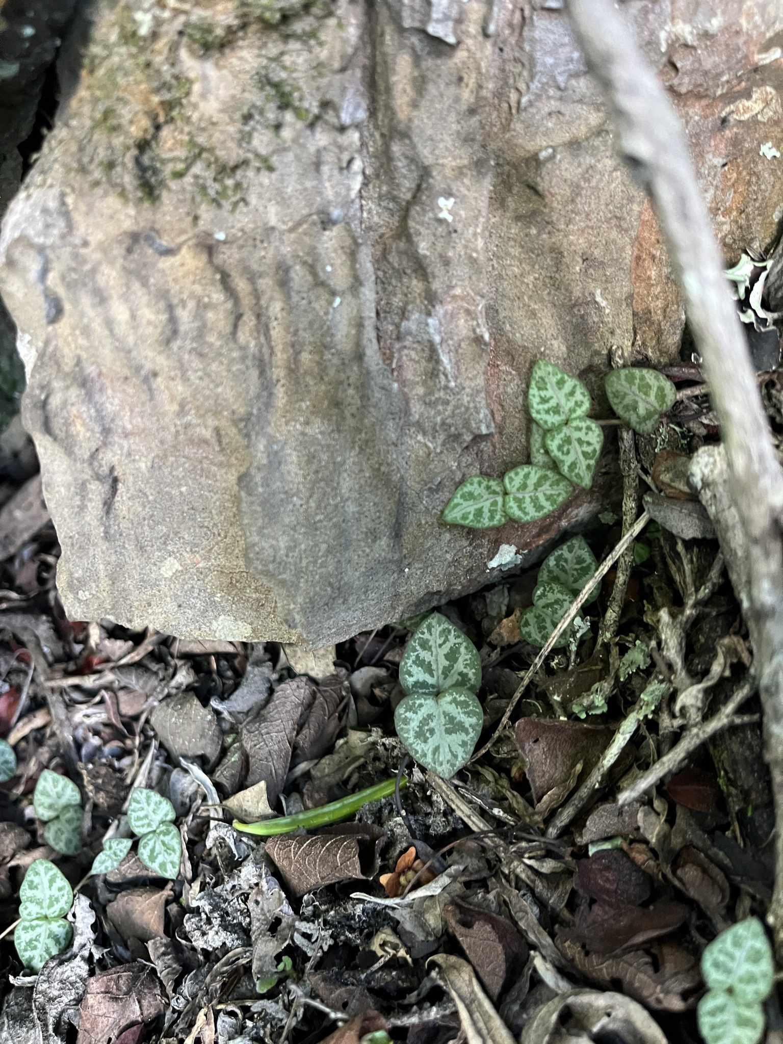 吊金钱照片2