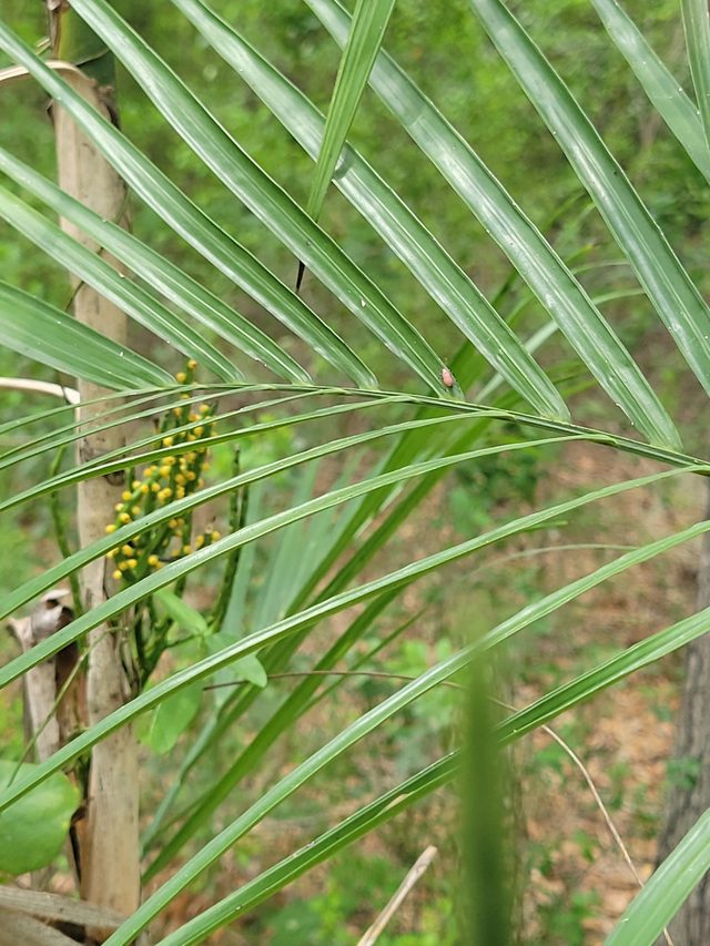 夏威夷椰子