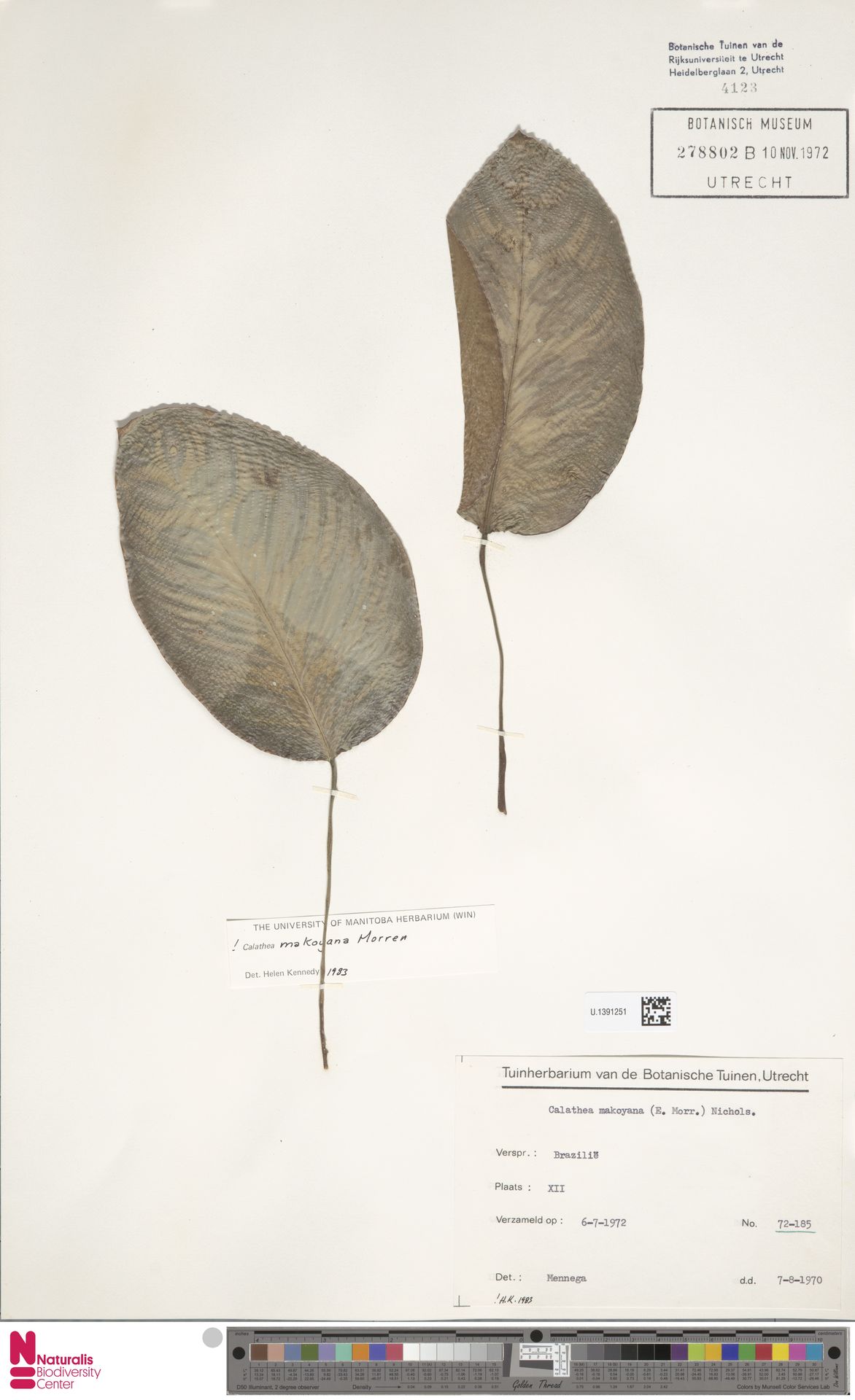 孔雀竹芋照片1