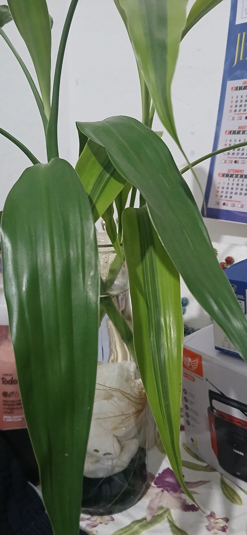 富贵竹照片1