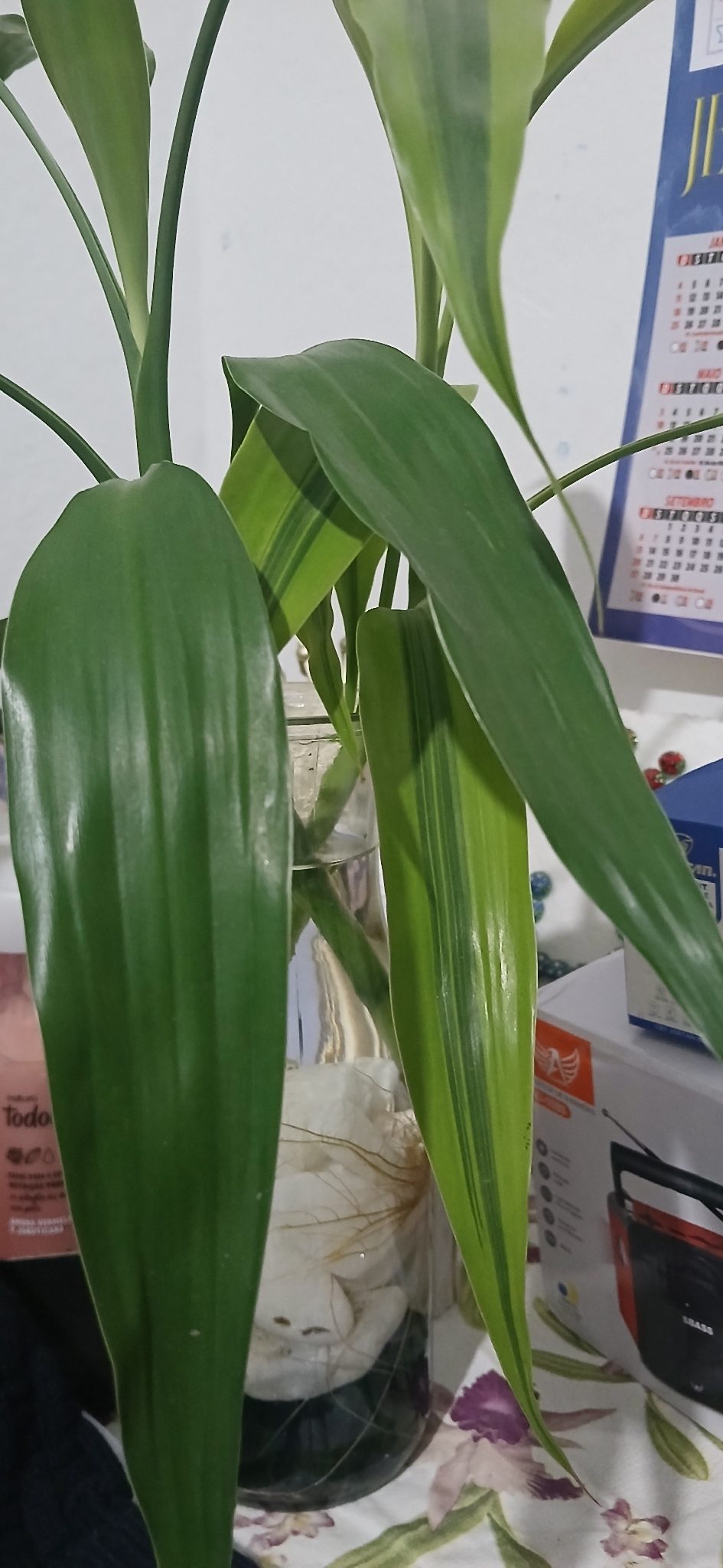 富贵竹实拍