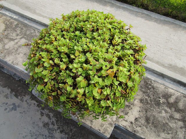 小叶冷水花
