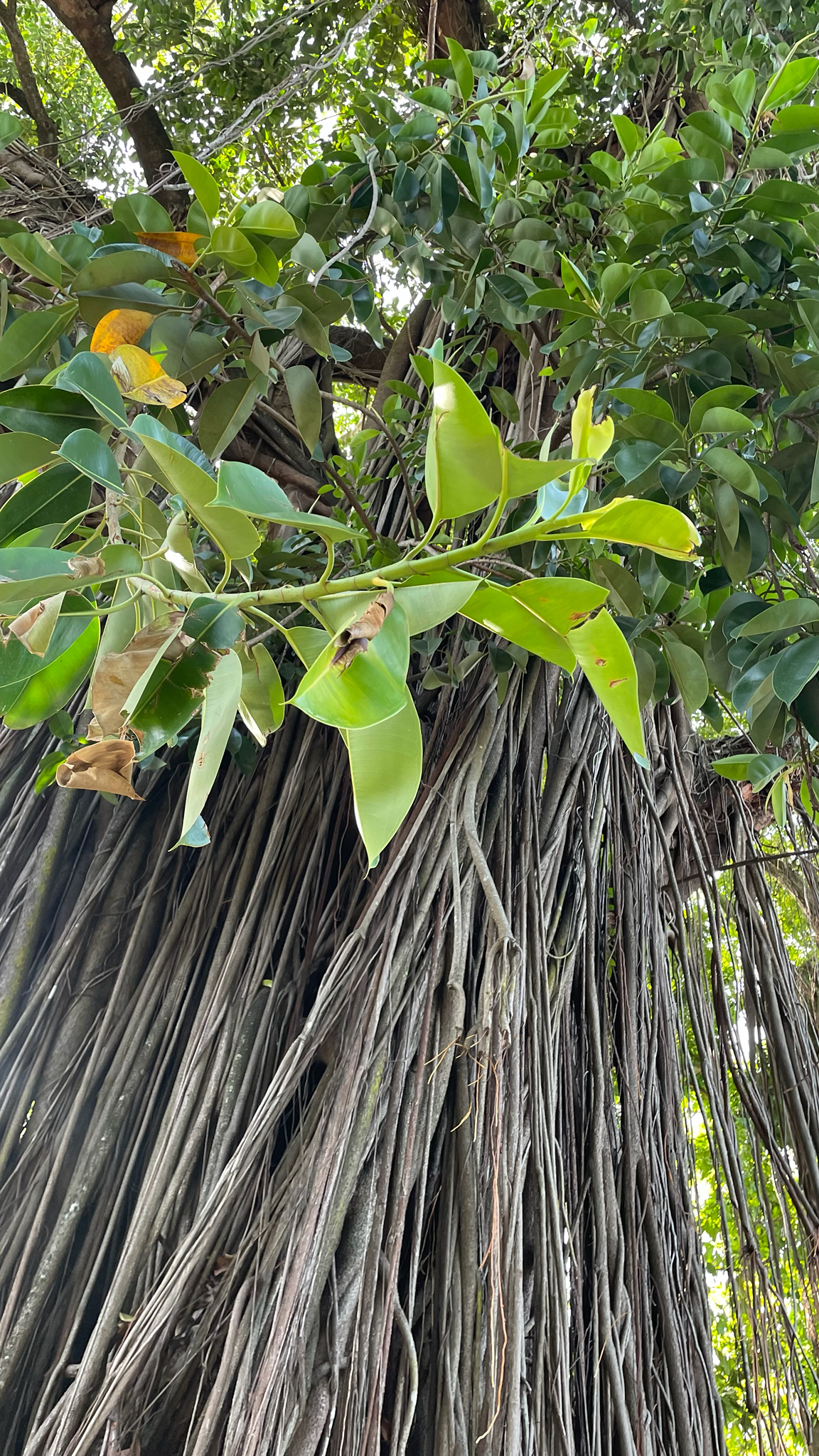 橡皮树照片2