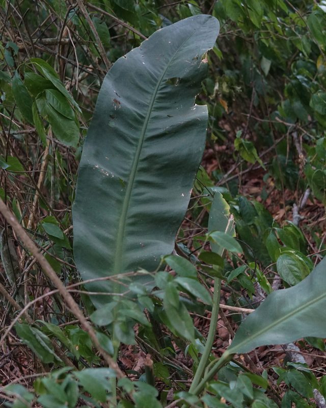 水晶花烛