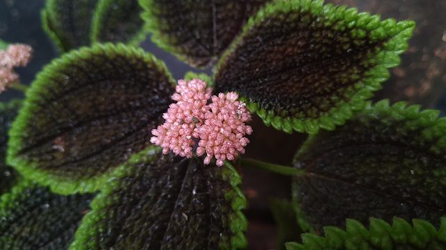 泡叶冷水花