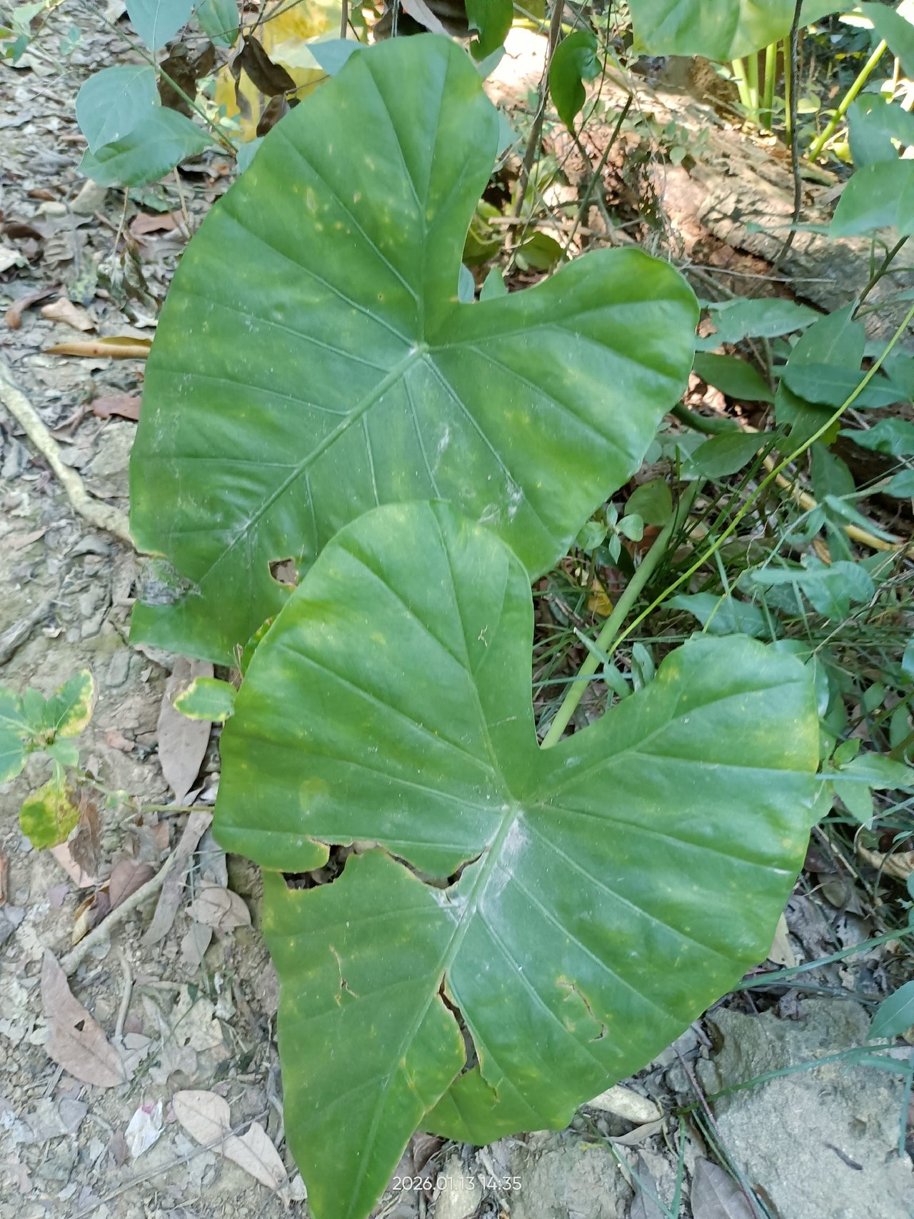 海芋实拍