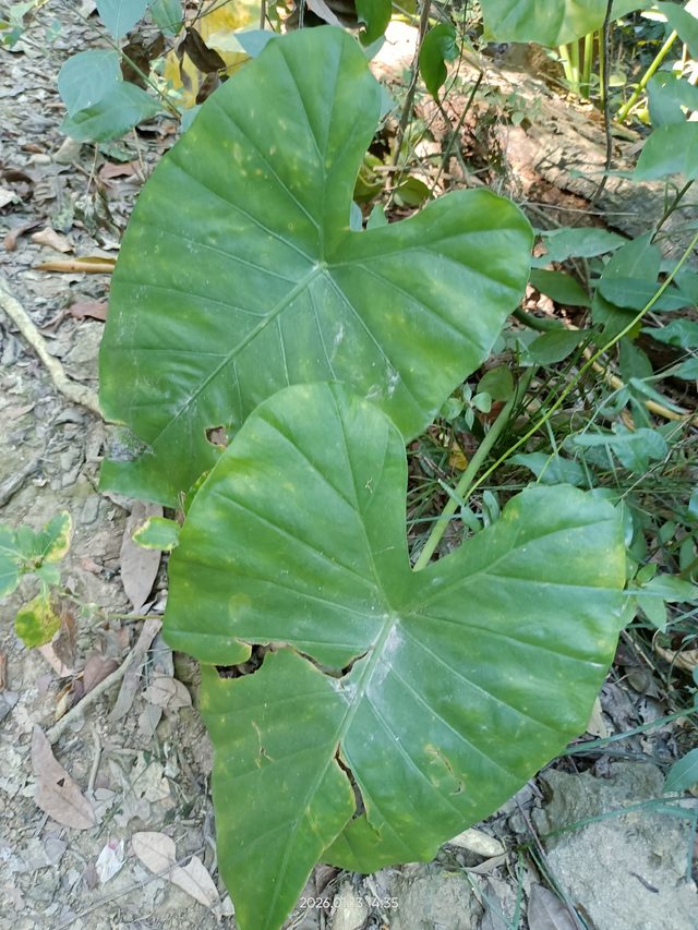 海芋