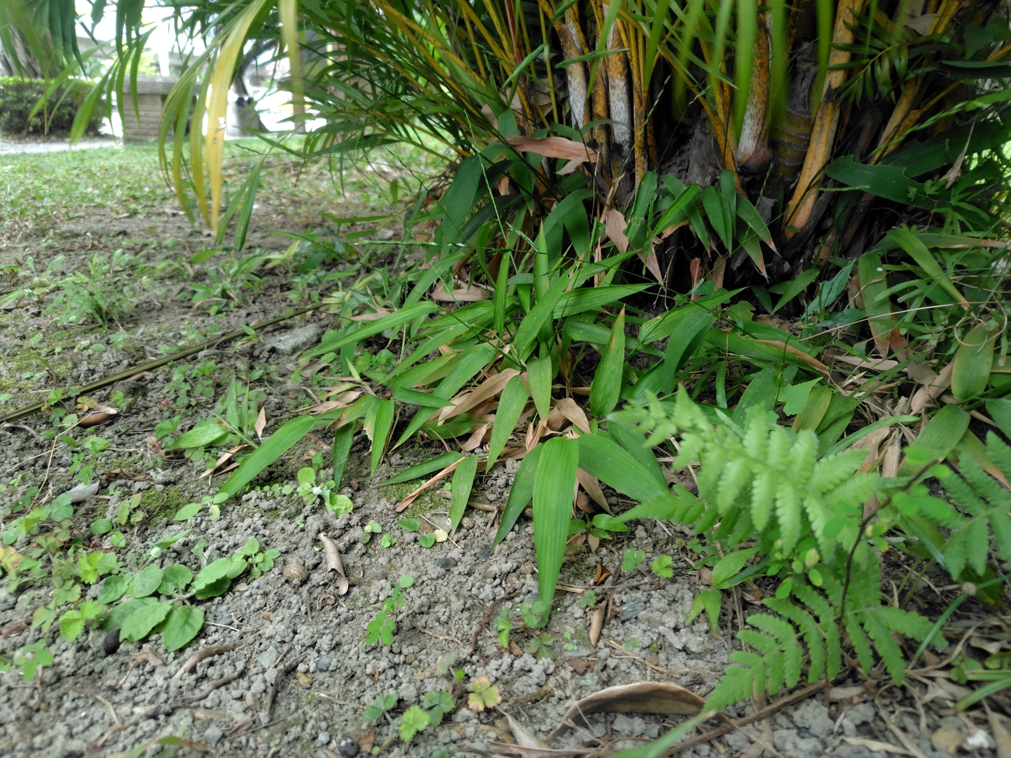 淡竹叶照片1