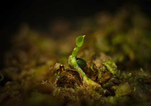 火鹤后花烛