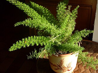 狐尾天门冬照片1