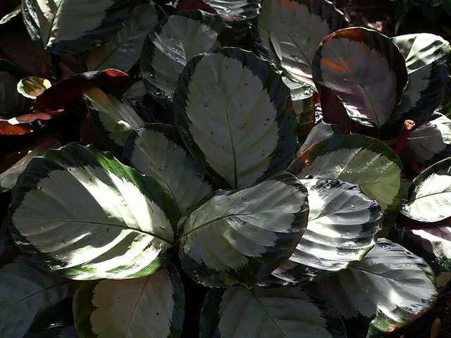 玫瑰竹芋