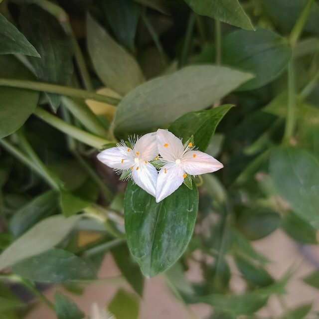 白花紫露草