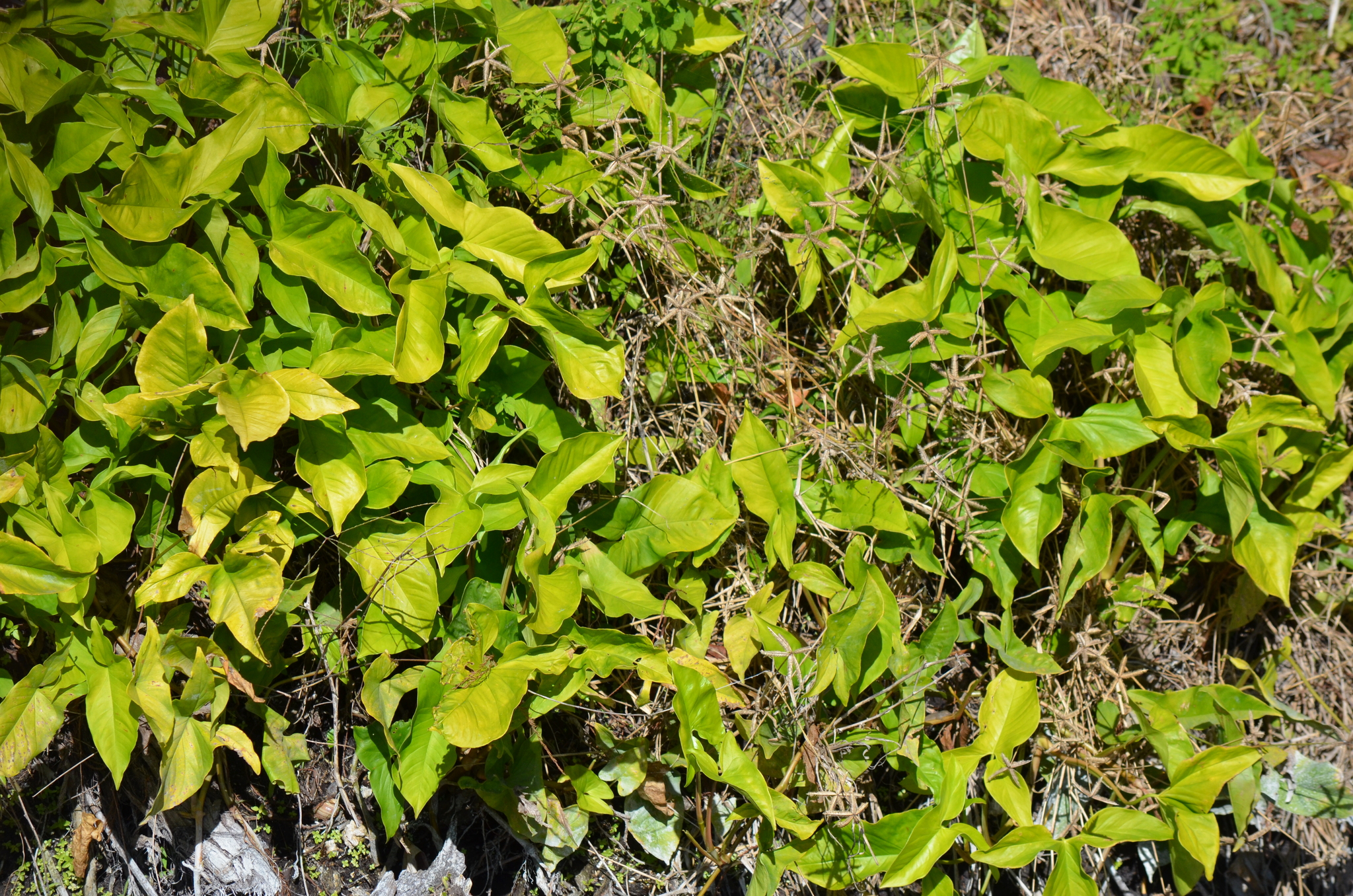 白蝶合果芋照片3