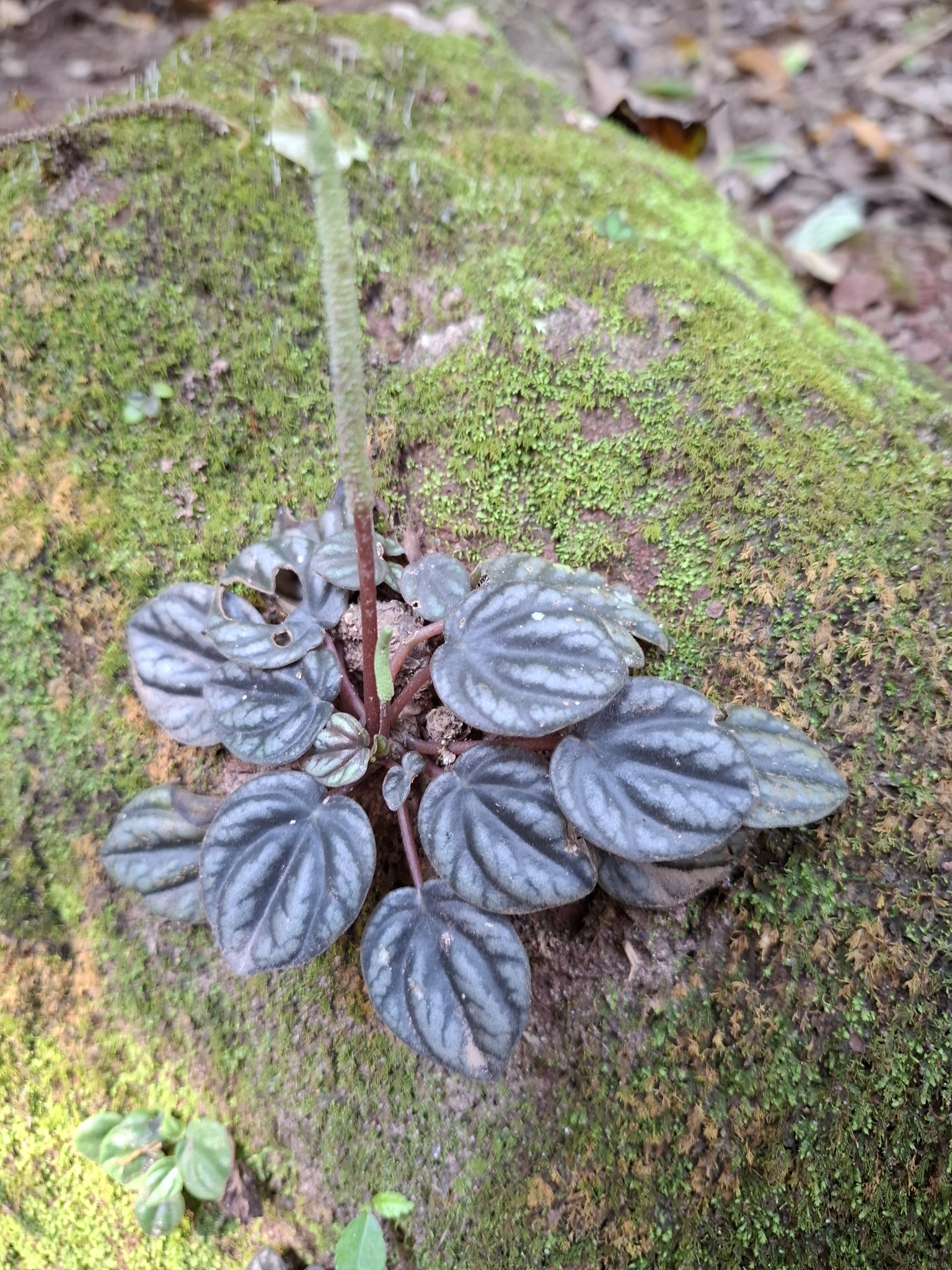 皱叶椒草照片3