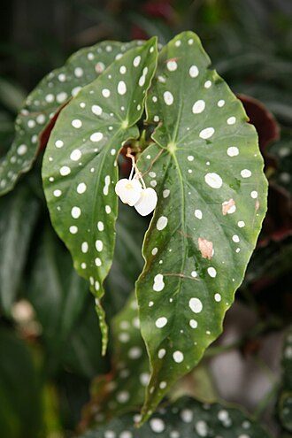 竹节海棠