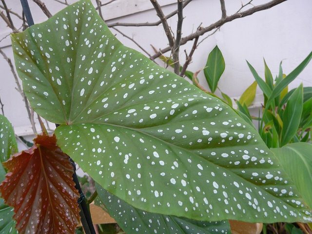 竹节秋海棠
