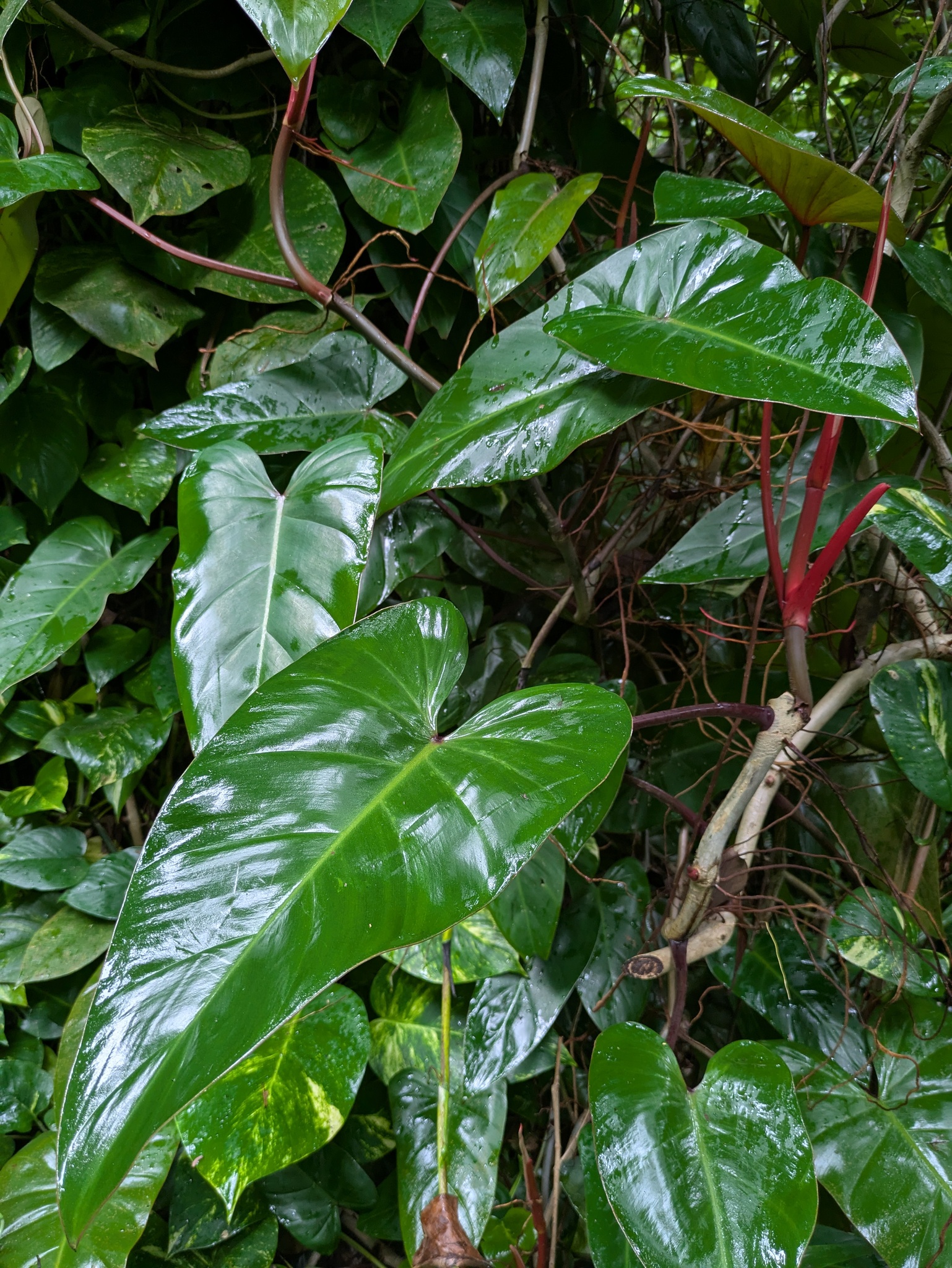 粉黛喜林芋照片1
