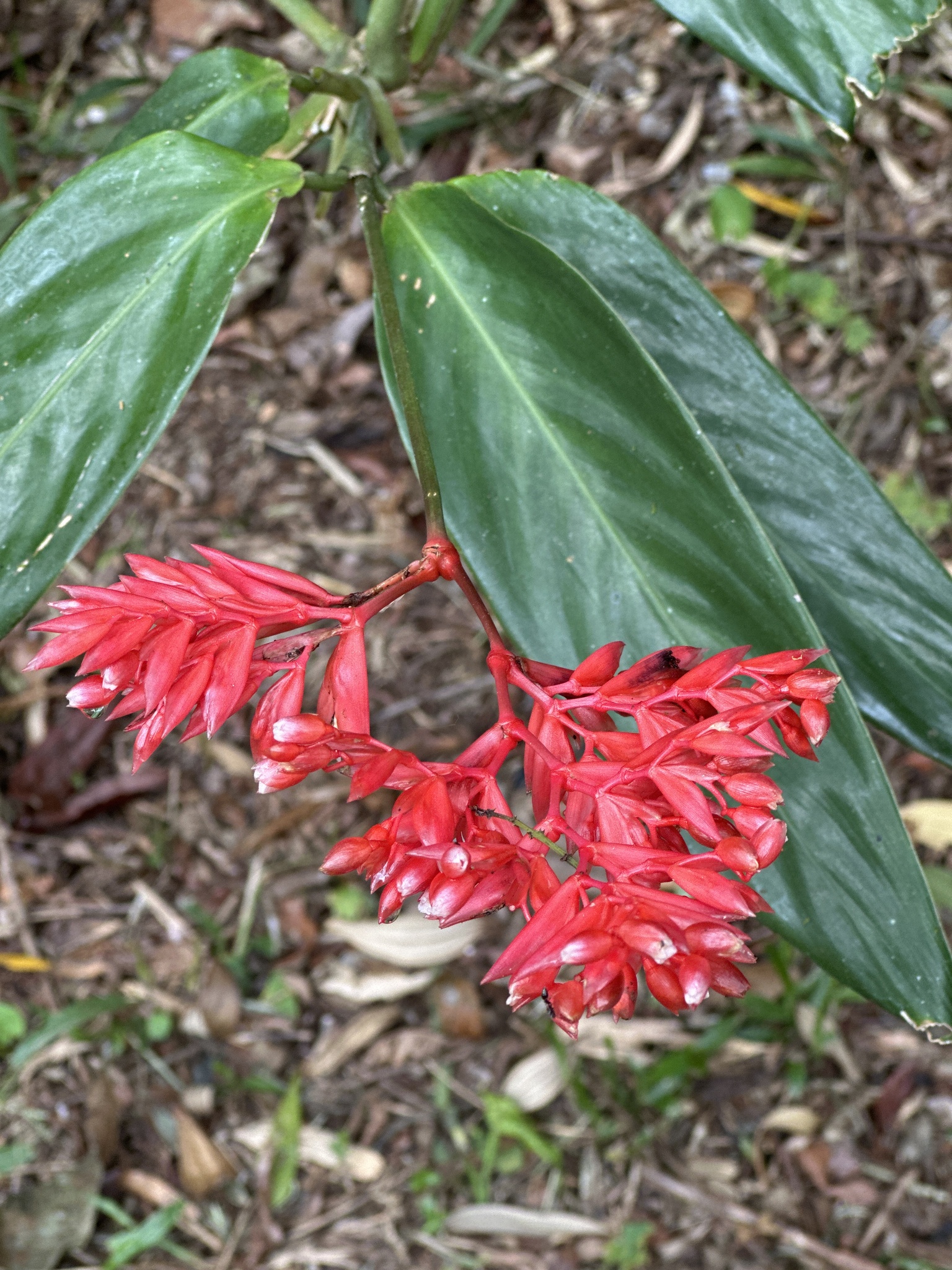 紫背竹芋照片1