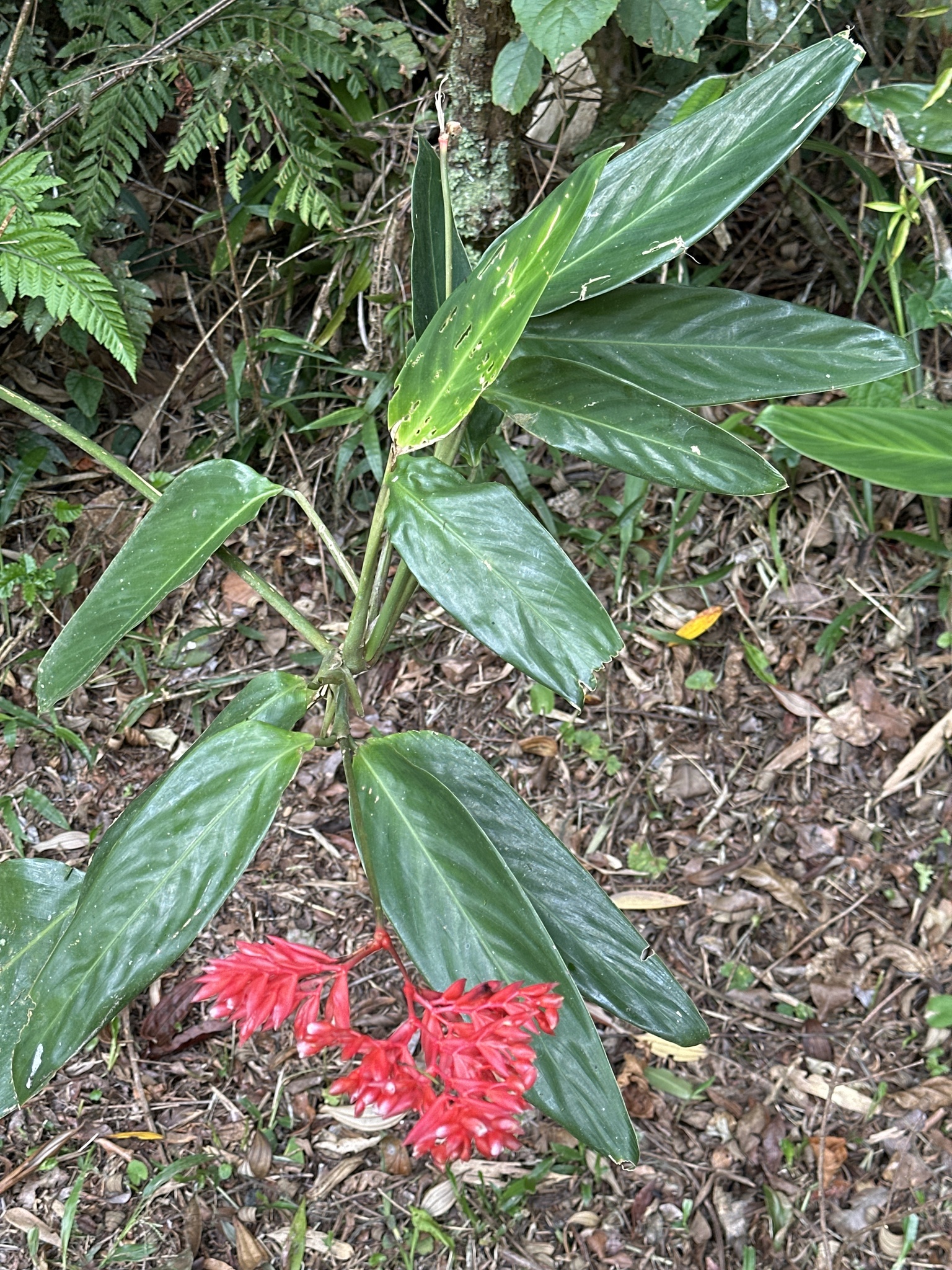 紫背竹芋照片2