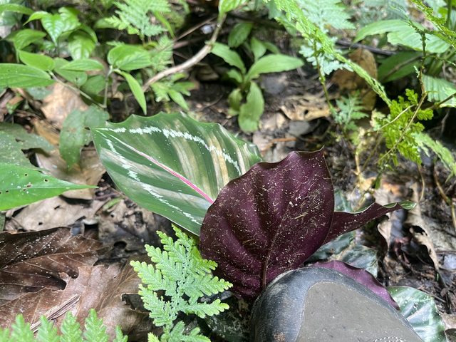 红脉竹芋