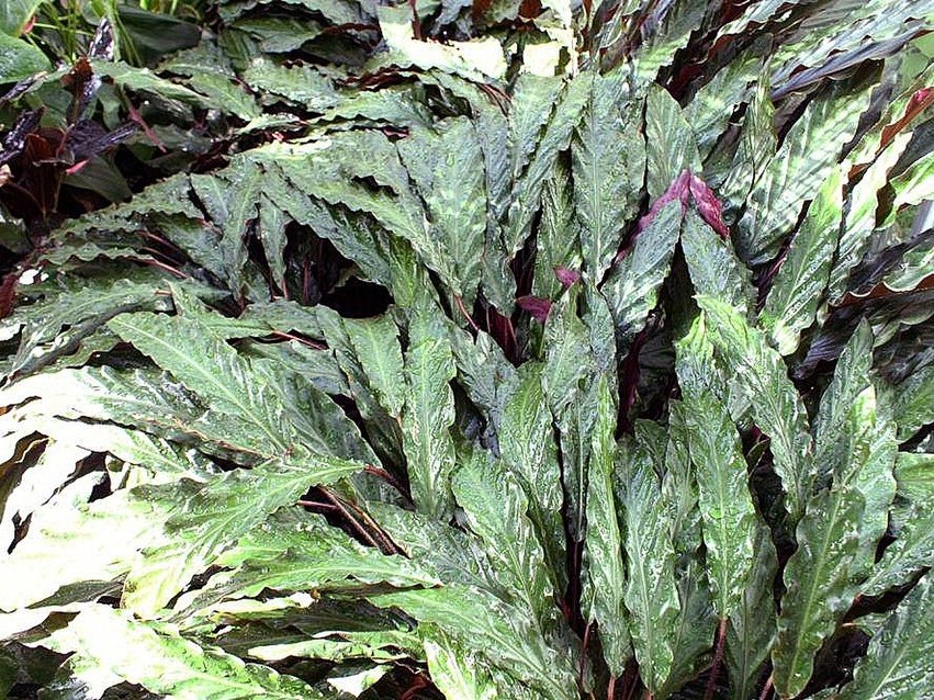 绒叶竹芋照片1
