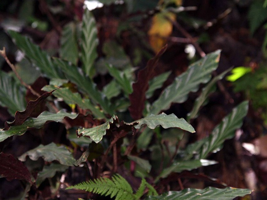 绒叶竹芋照片2