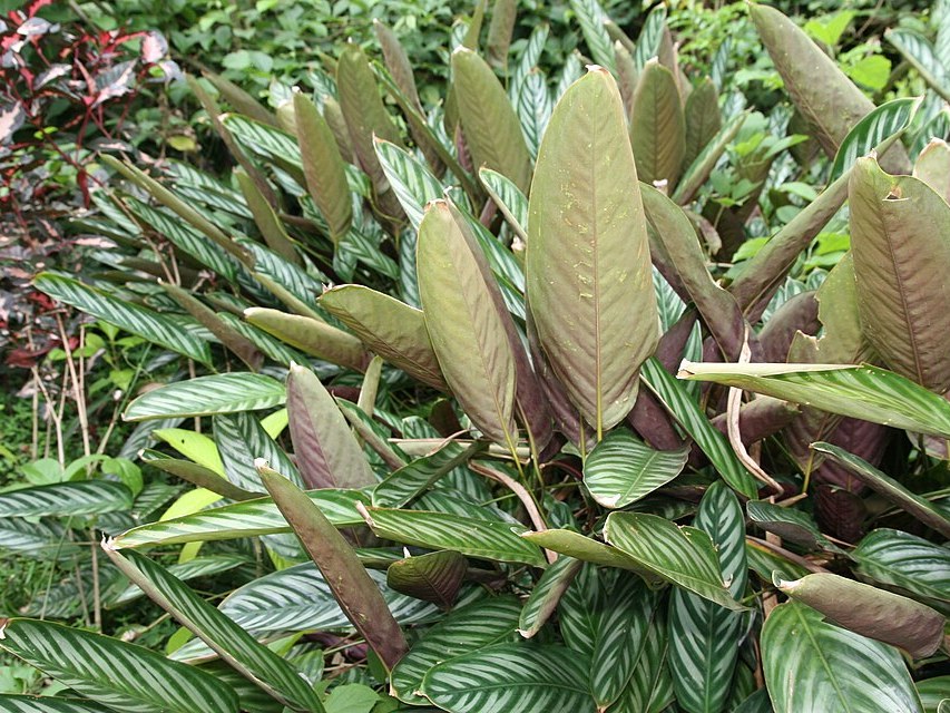 翠节竹芋照片2