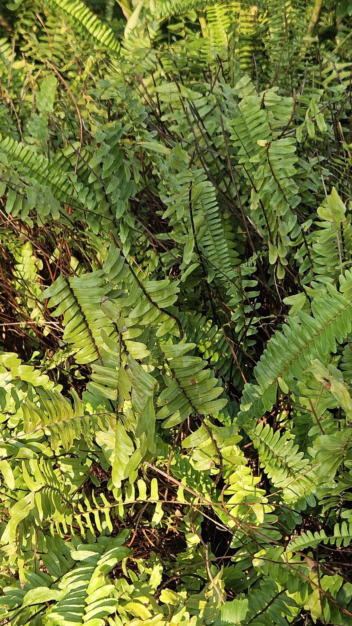肾蕨照片1