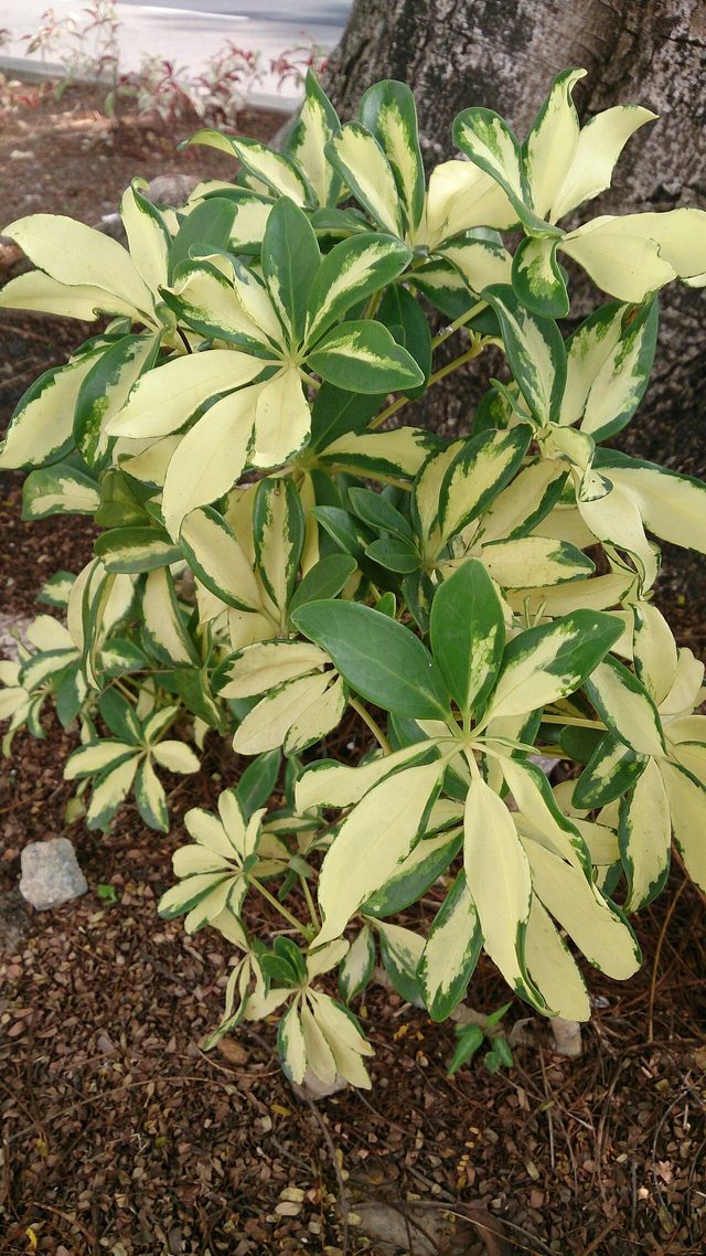 花叶鹅掌柴