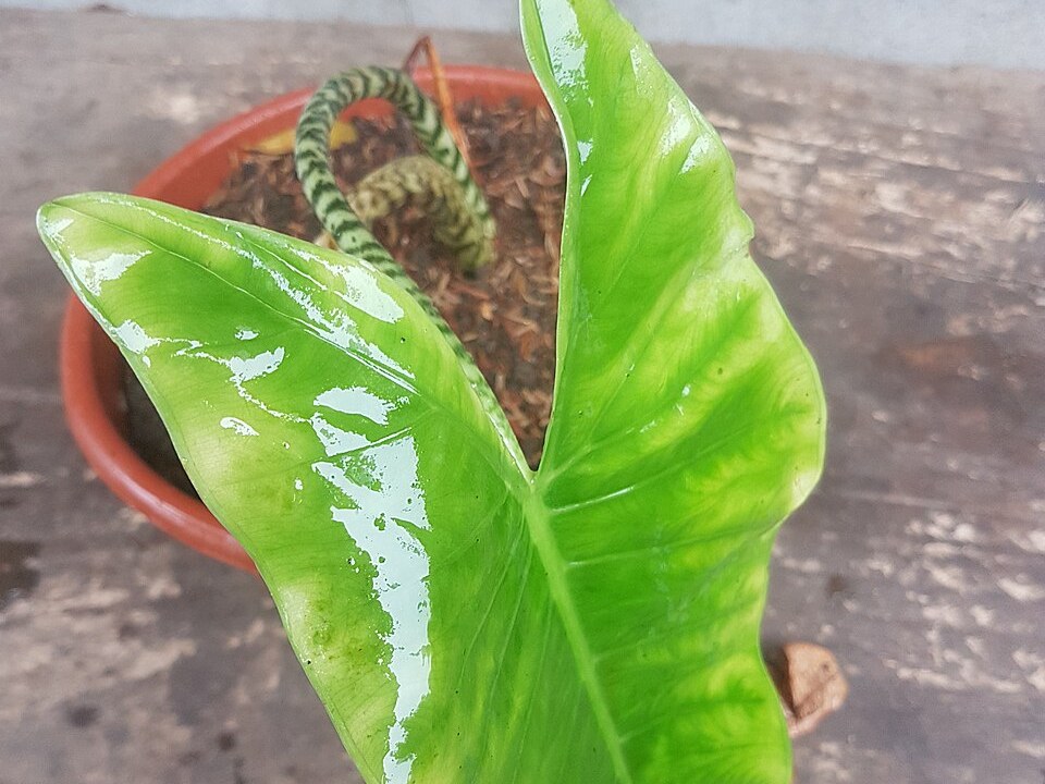 萨利海芋照片1