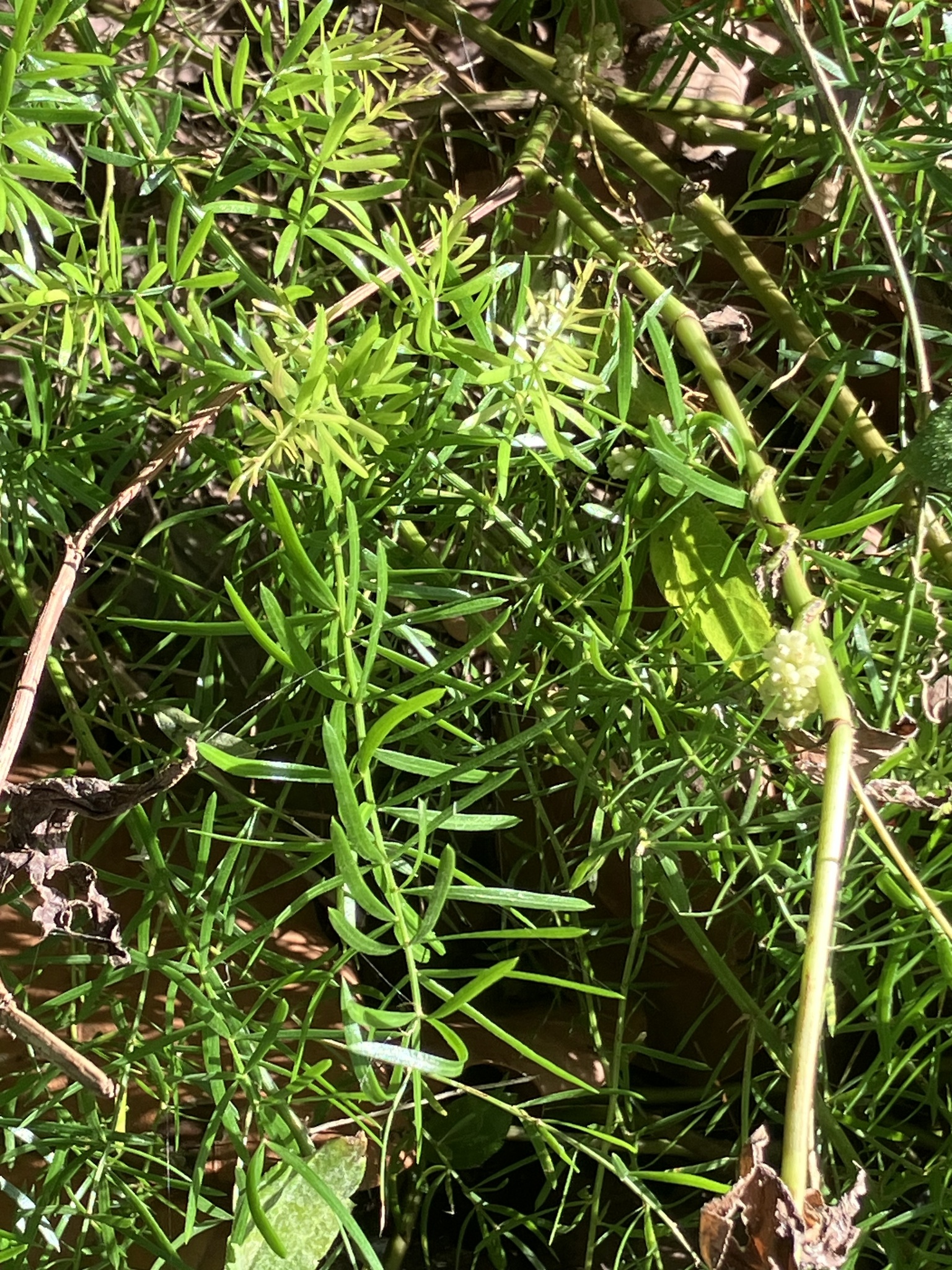 蓬莱松照片2