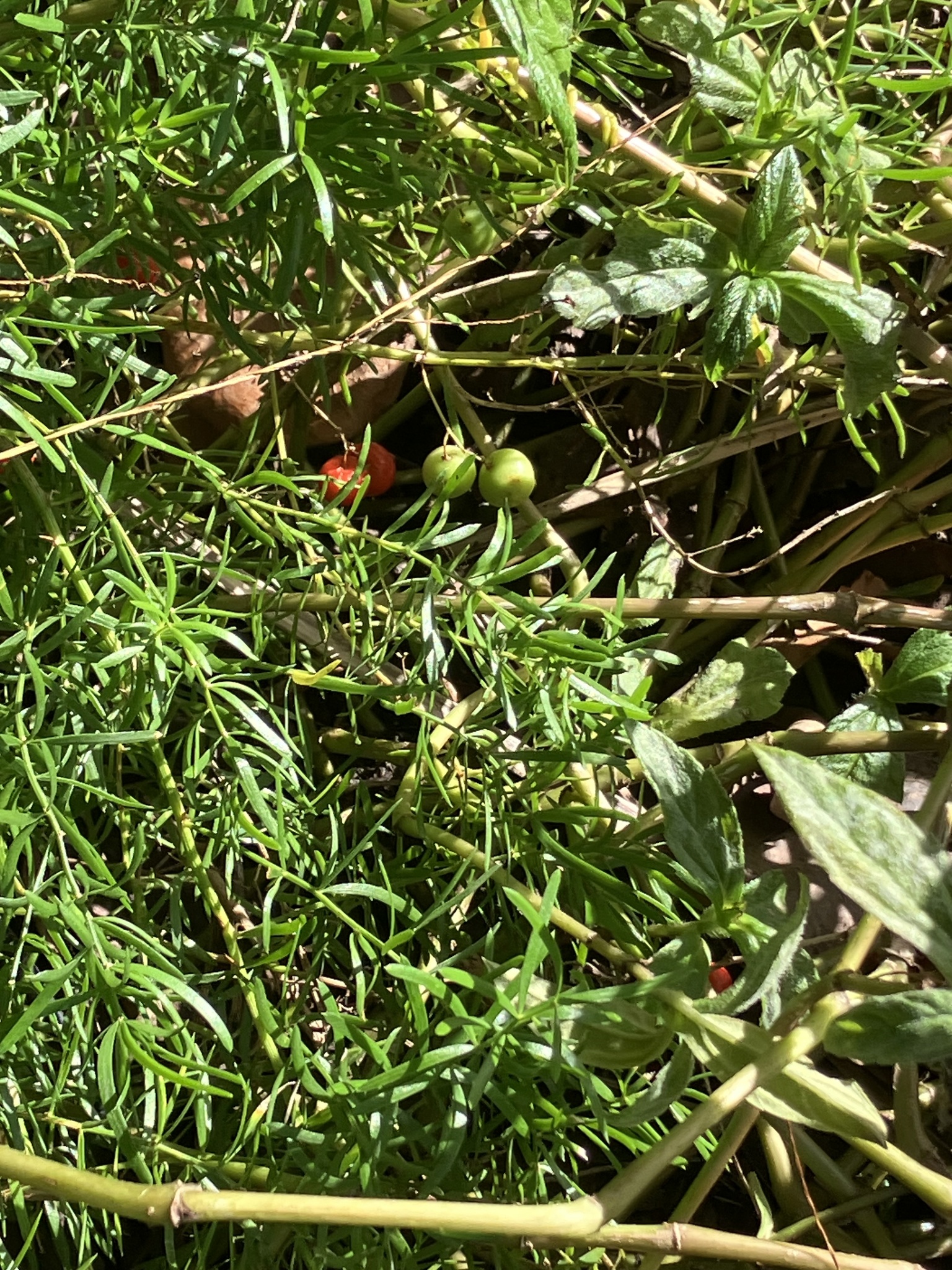 蓬莱松照片3